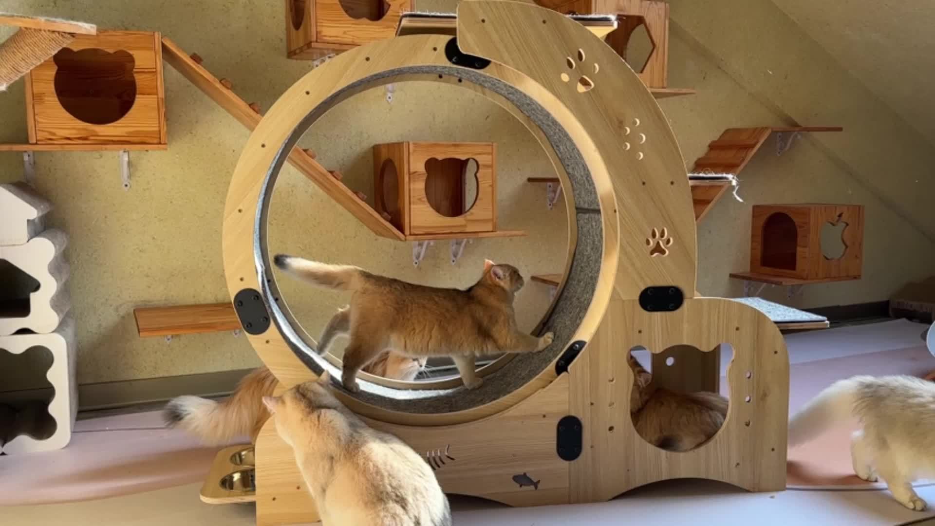 4-in-1 Cat Exercise Wheel, 78.3cm Indoor Running Wheel with Locking Mechanismm, Sturdy Noiseless Treadmill Roller with Carpeted Runway, Loss Weight Device Sports Equipment for Pets