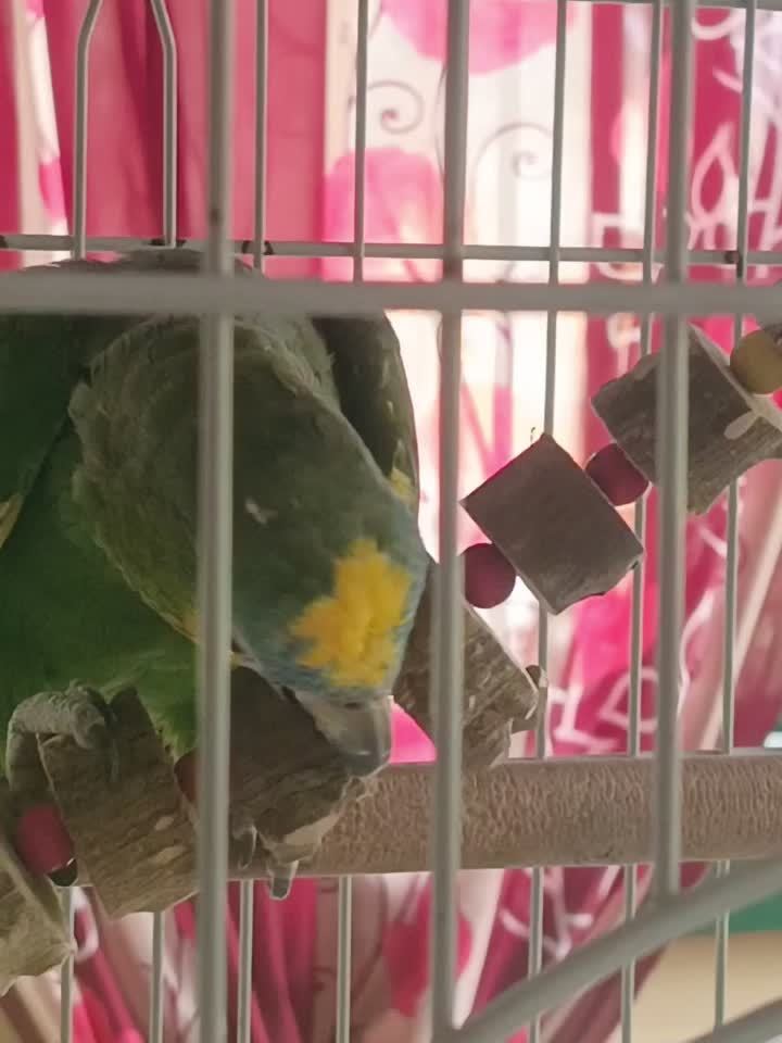 Durable Wooden Parrot Toy with Bell & Beads – Chewing & Grinding Aid