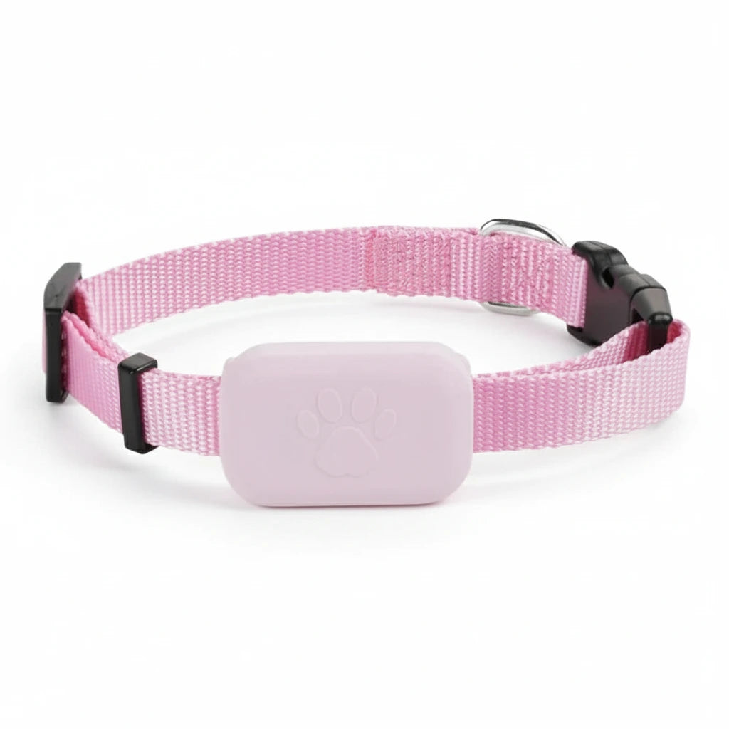 Pink dog collar with a purple plastic tag on a white background