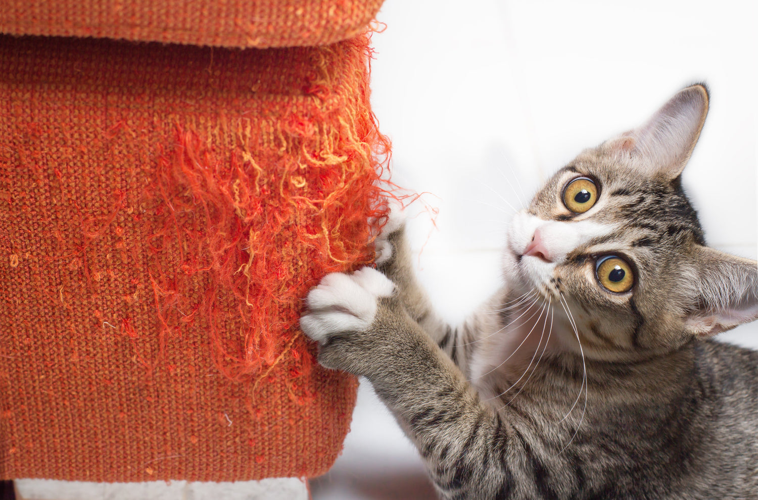 Cat Toys: 10 Interactive Options to Keep Your Cat Entertained